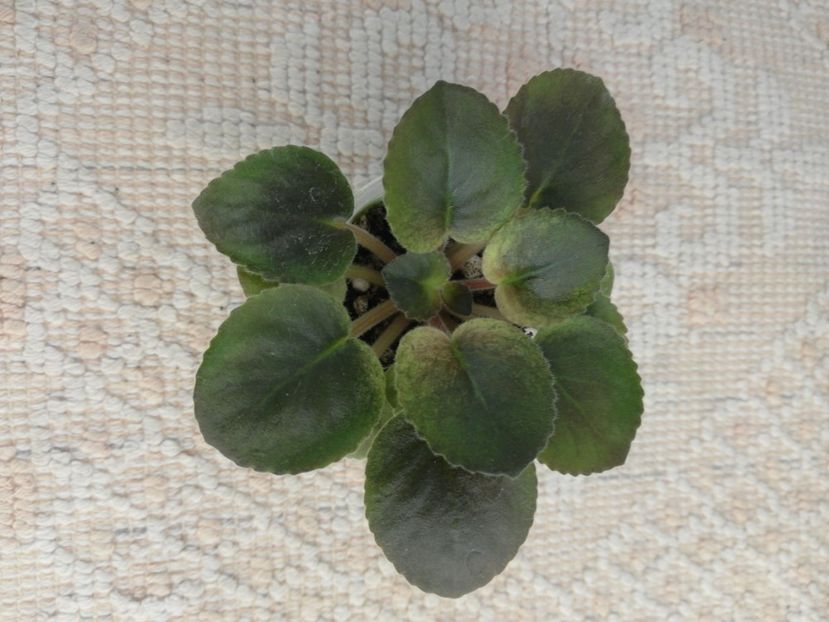 6 mai - NK Sredizemnoye More