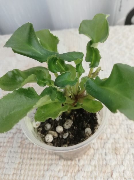 6 mai - LE Beliy Lebedj