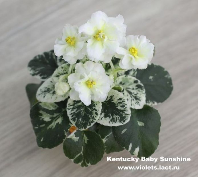 Kentuky Baby Sunshine - Kentuky Baby Sunshine