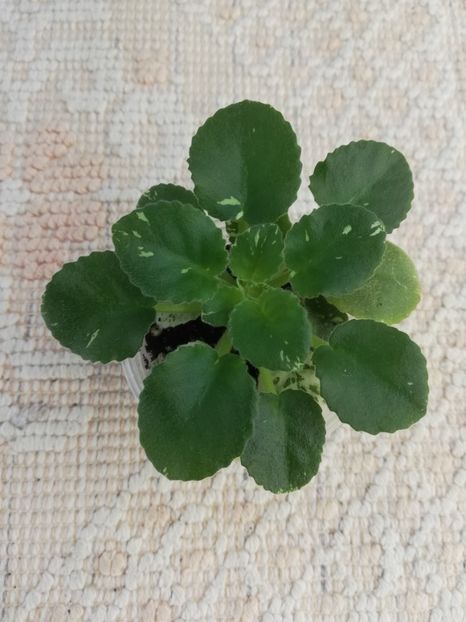 6 mai - Kentuky Baby Sunshine