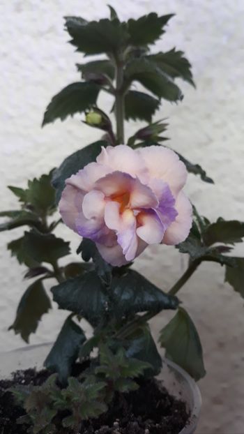  - 0001 2022 - BriD s Viktoria