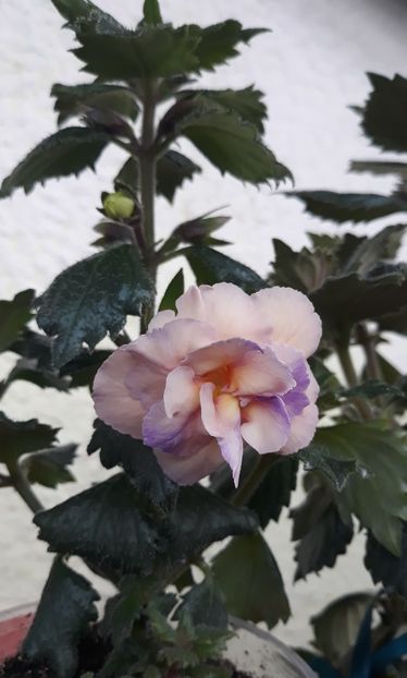  - 0001 2022 - BriD s Viktoria