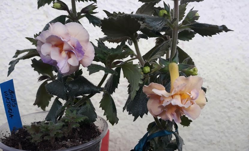 ...cu Yellow English Rose - 0001 2022 - BriD s Viktoria