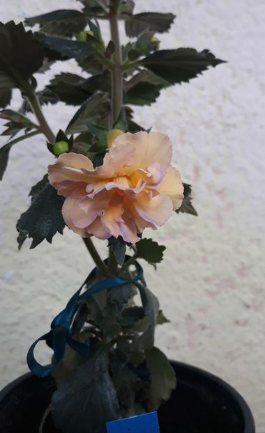  - 0001 2022 - Yellow English Rose