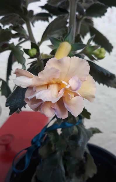  - 0001 2022 - Yellow English Rose