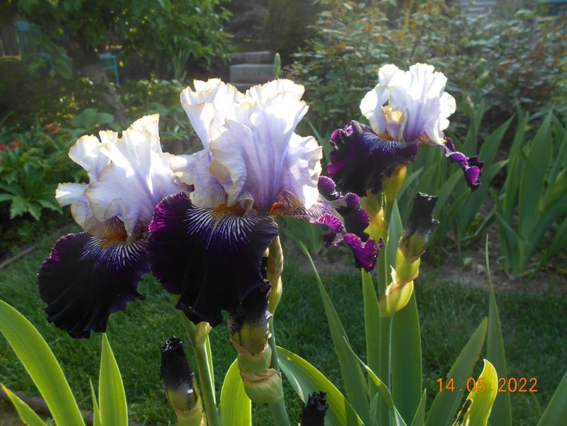 Juliusz Slovacki - 02 Irisi 2022