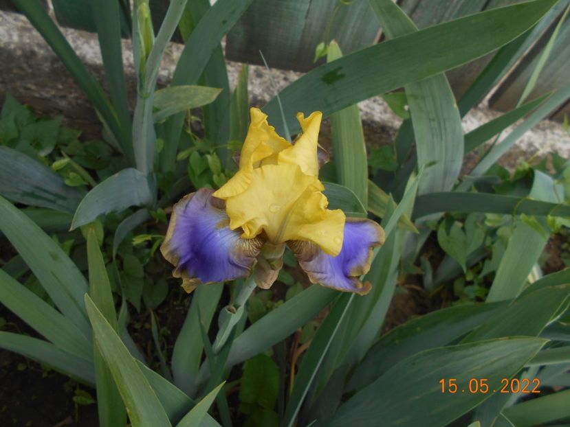 Tumulteux - 02 Irisi 2022