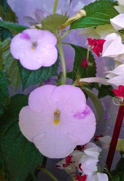  - Rizomii de achimenes plantati astazi pentru anul 2022