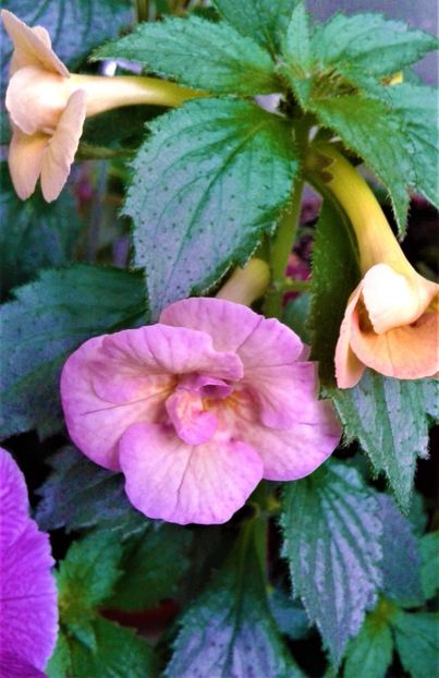  - Rizomii de achimenes plantati astazi pentru anul 2022