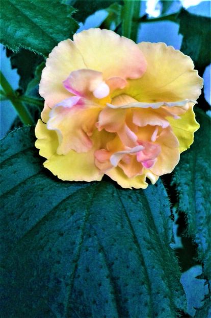  - Rizomii de achimenes plantati astazi pentru anul 2022