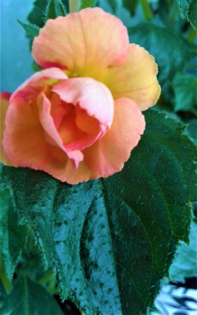  - Rizomii de achimenes plantati astazi pentru anul 2022