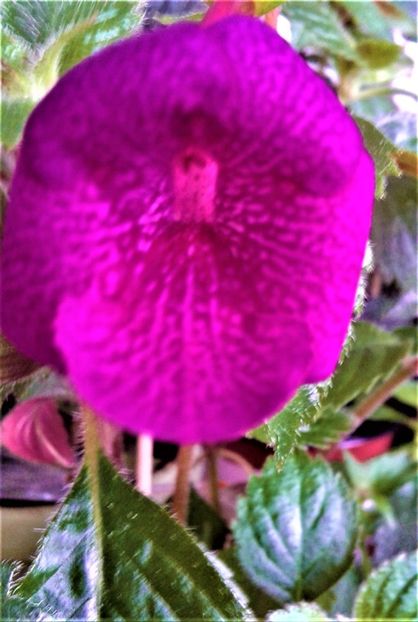  - Rizomii de achimenes plantati astazi pentru anul 2022