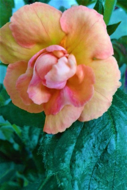  - Rizomii de achimenes plantati astazi pentru anul 2022