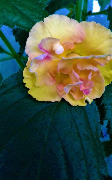  - Rizomii de achimenes plantati astazi pentru anul 2022