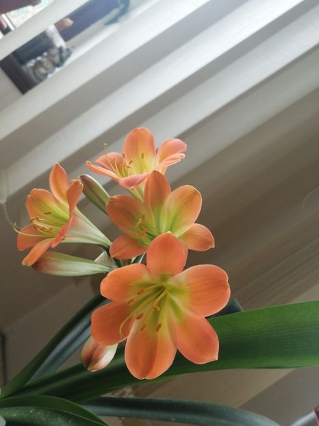  - Clivia Pastel GT