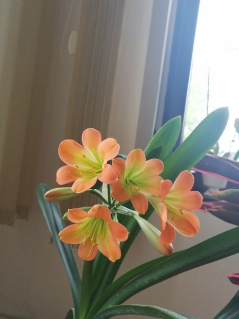  - Clivia Pastel GT