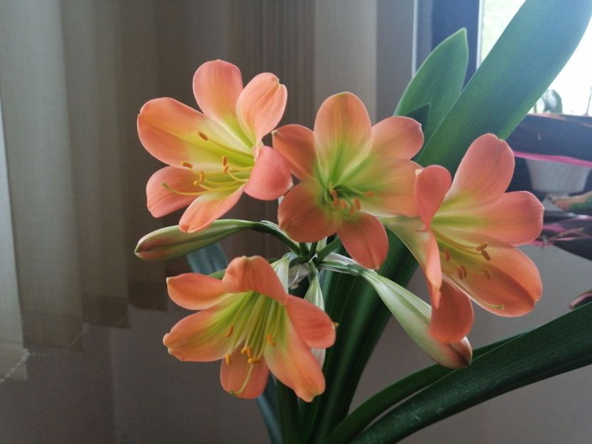  - Clivia Pastel GT