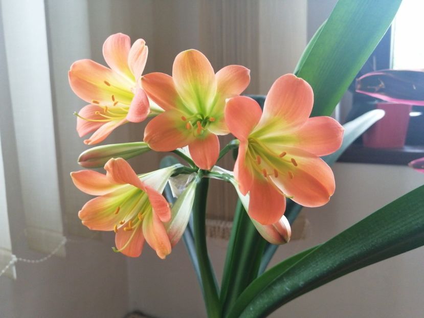  - Clivia Pastel GT