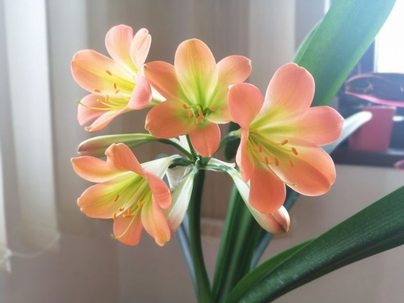  - Clivia Pastel GT