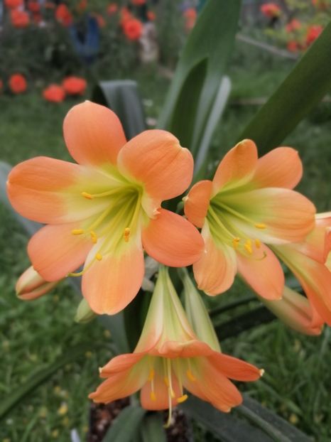  - Clivia Pastel GT