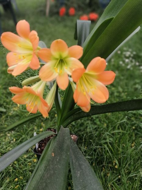  - Clivia Pastel GT