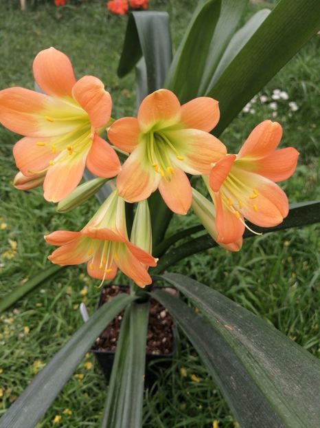  - Clivia Pastel GT