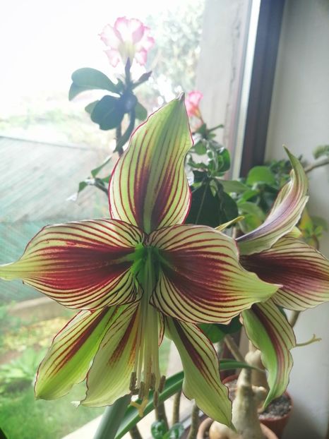  - Hippeastrum Papilio