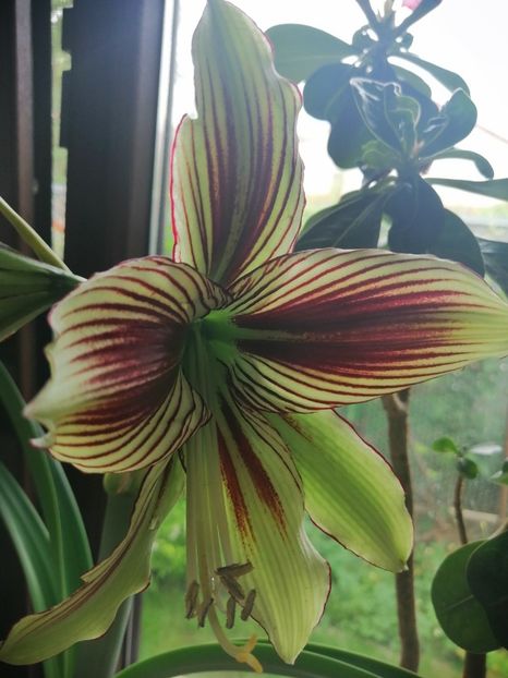  - Hippeastrum Papilio