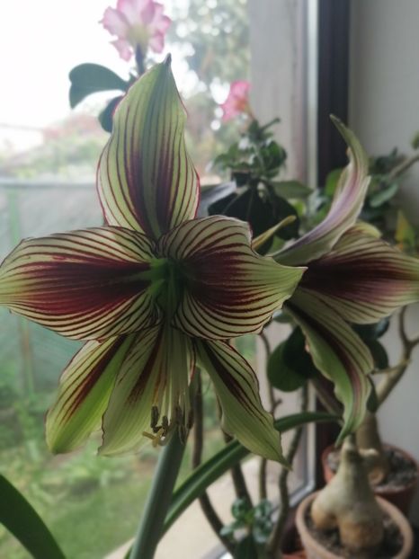  - Hippeastrum Papilio