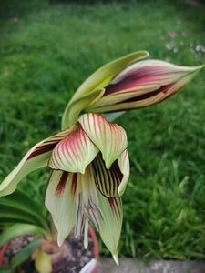  - Hippeastrum Papilio