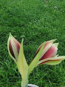  - Hippeastrum Papilio