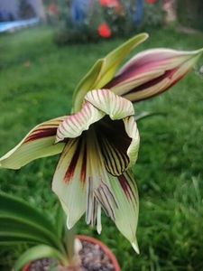  - Hippeastrum Papilio