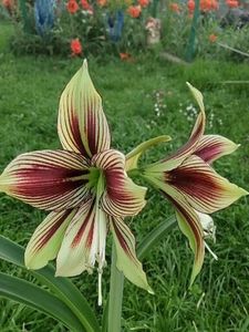  - Hippeastrum Papilio