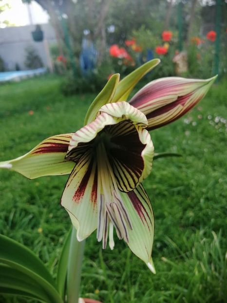  - Hippeastrum Papilio