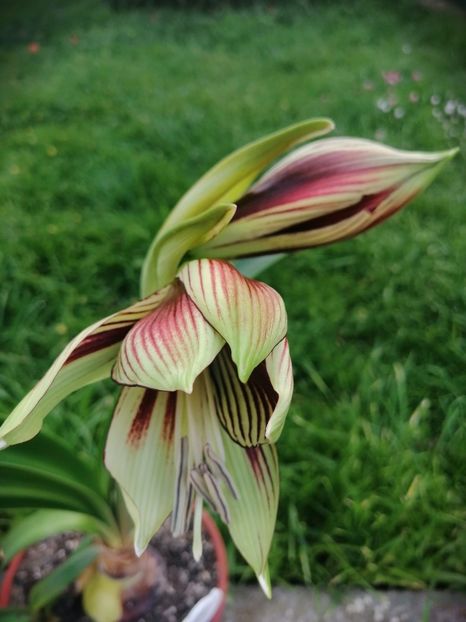  - Hippeastrum Papilio