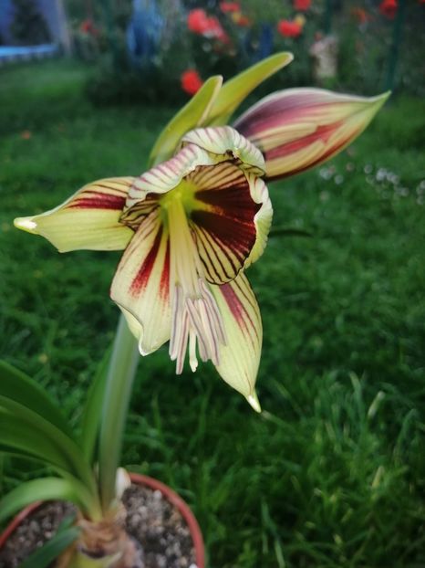  - Hippeastrum Papilio