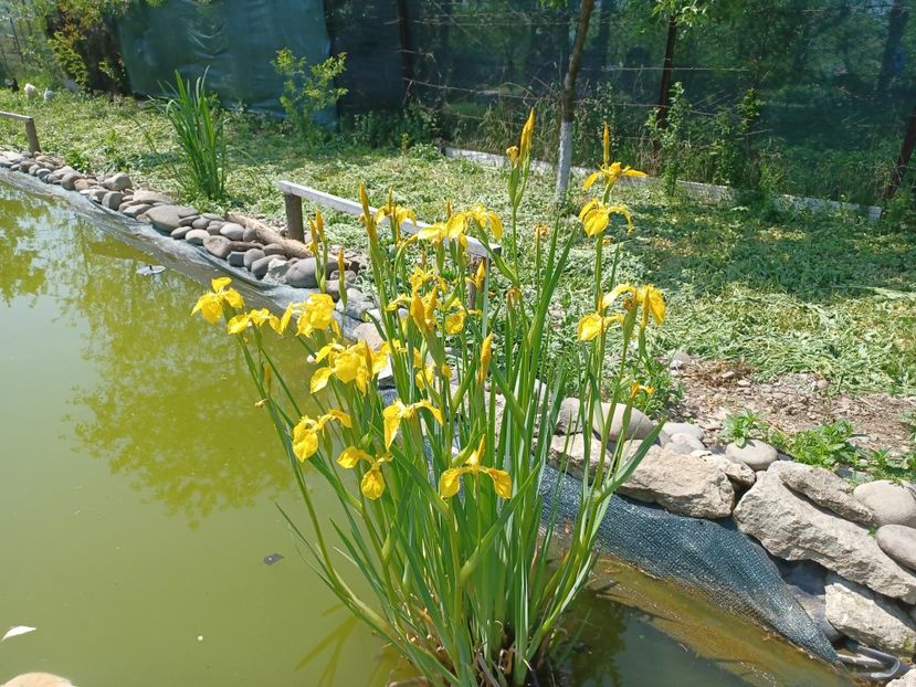  - Mixt de floricele 2022