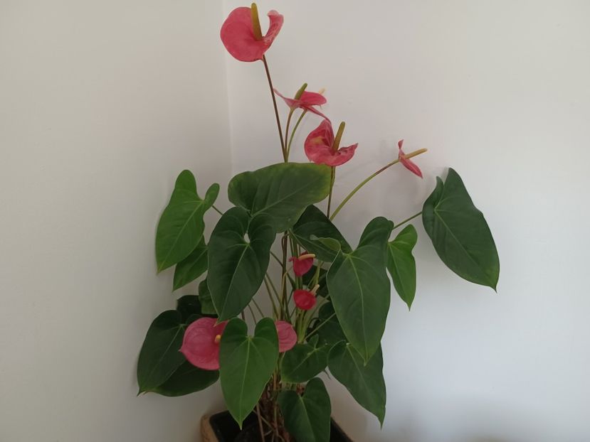  - Clivia și anthurium 2022