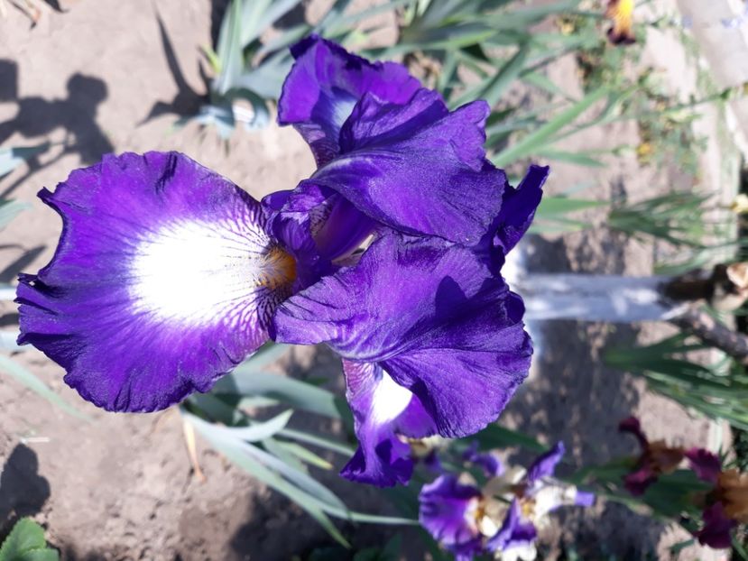 Exotic island - Irisi 2022