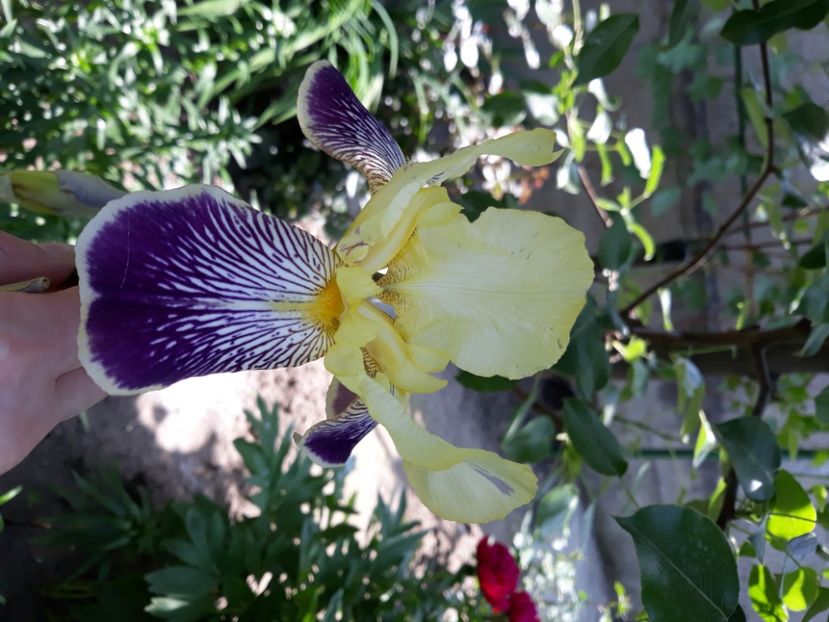 Pistruiat - Irisi 2022