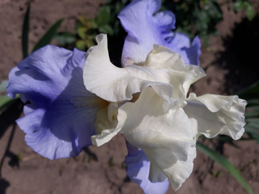 Stairway to heaven - Irisi 2022