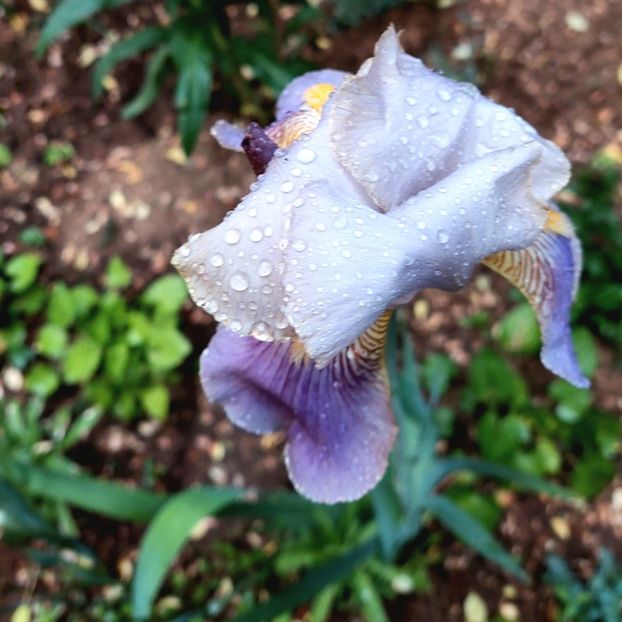 IRIS - 2022- Grădinița de la bloc