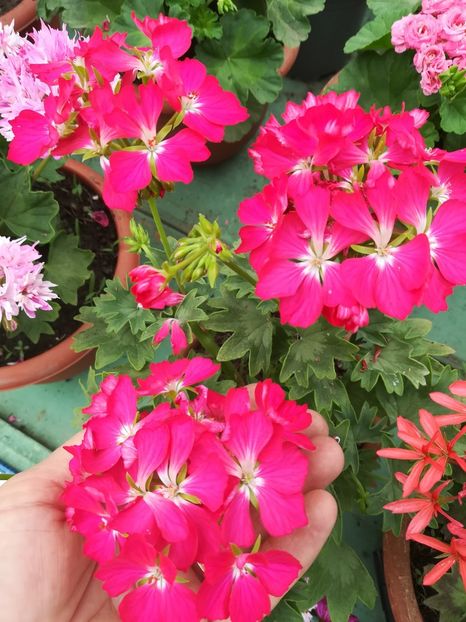 Semințe - A-Muscate 2022