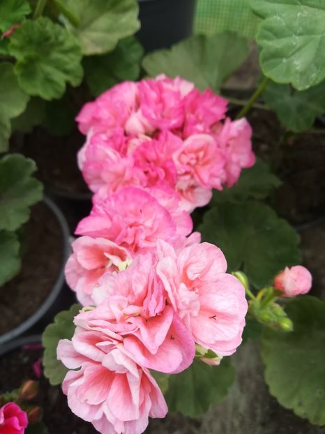 Bold Princess - A-Muscate 2022