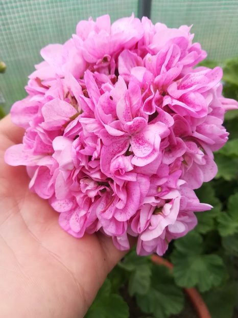 Double Pink Bird's Egg - A-Muscate 2022