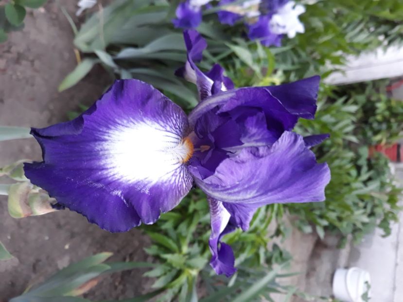 Exotic island - Irisi 2022