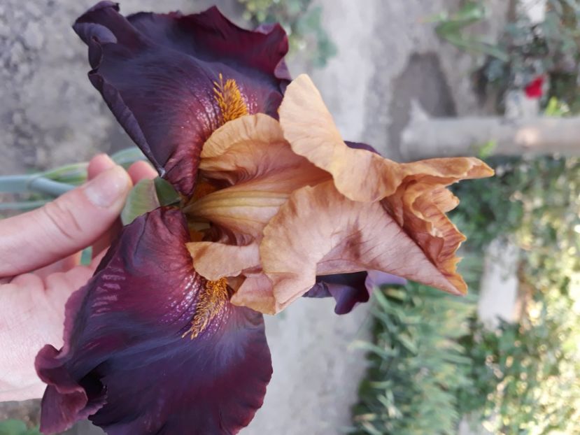 Terra del fuoco - Irisi 2022