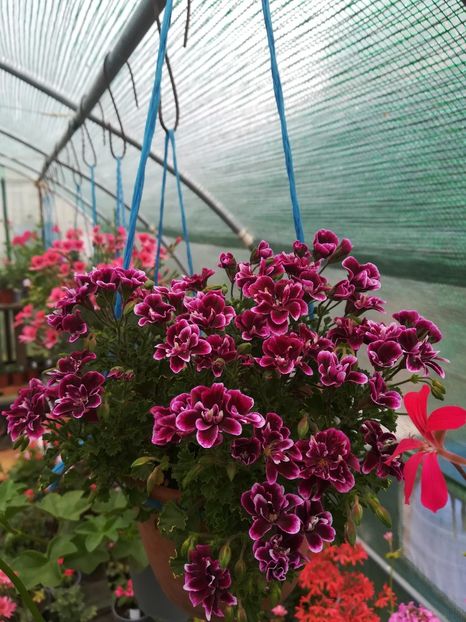 Quantok Double Diamond - A-Muscate 2022