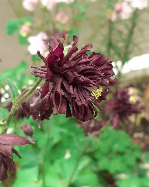  - CĂLDĂRUȘE 2022 _ 2