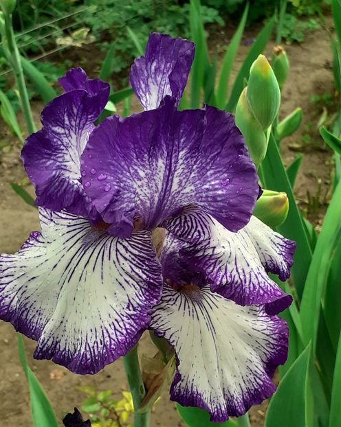  - MAI - luna lui FLORAR